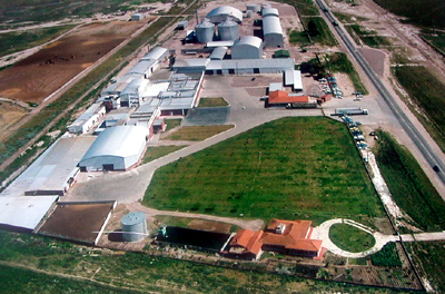 vacas